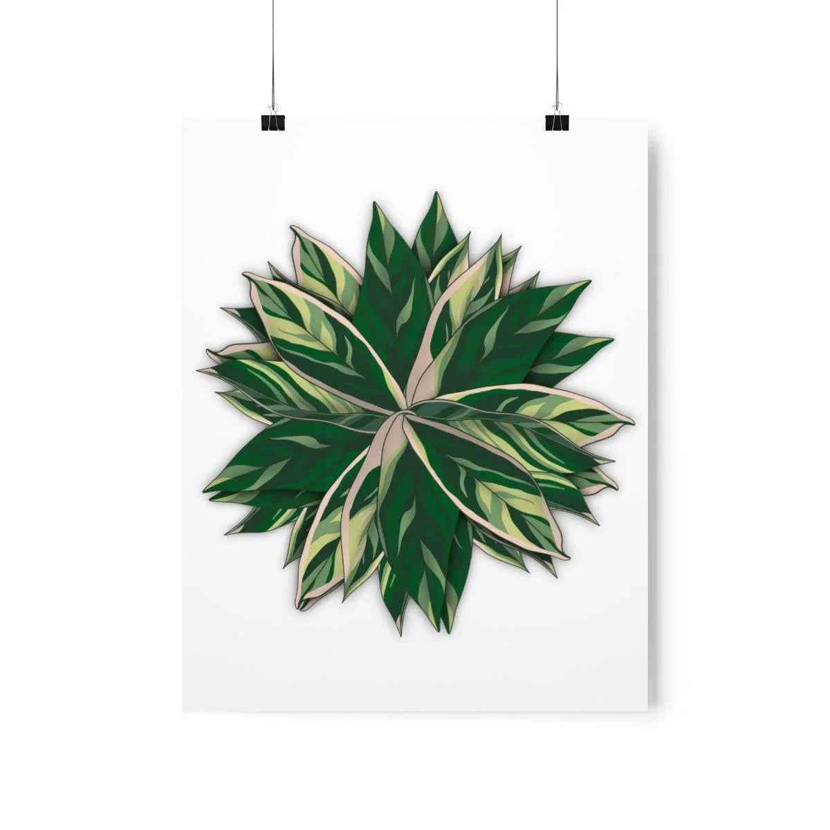Stromanthe Triostar Botanical Print – Unframed Wall Art