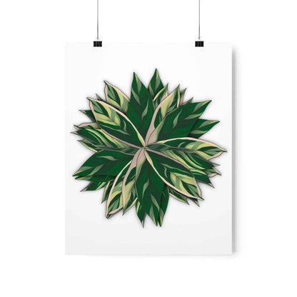 Stromanthe Triostar Botanical Print – Unframed Wall Art