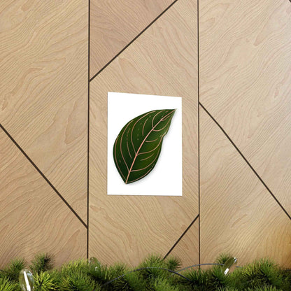 Aglaonema Rotundum Botanical Print – Unframed Wall Art