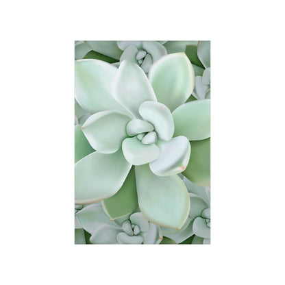 Pachyveria Haagei Succulent Pattern Botanical Print – Unframed Wall Art
