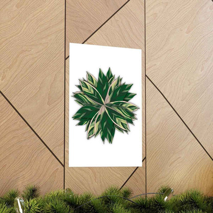Stromanthe Triostar Botanical Print – Unframed Wall Art