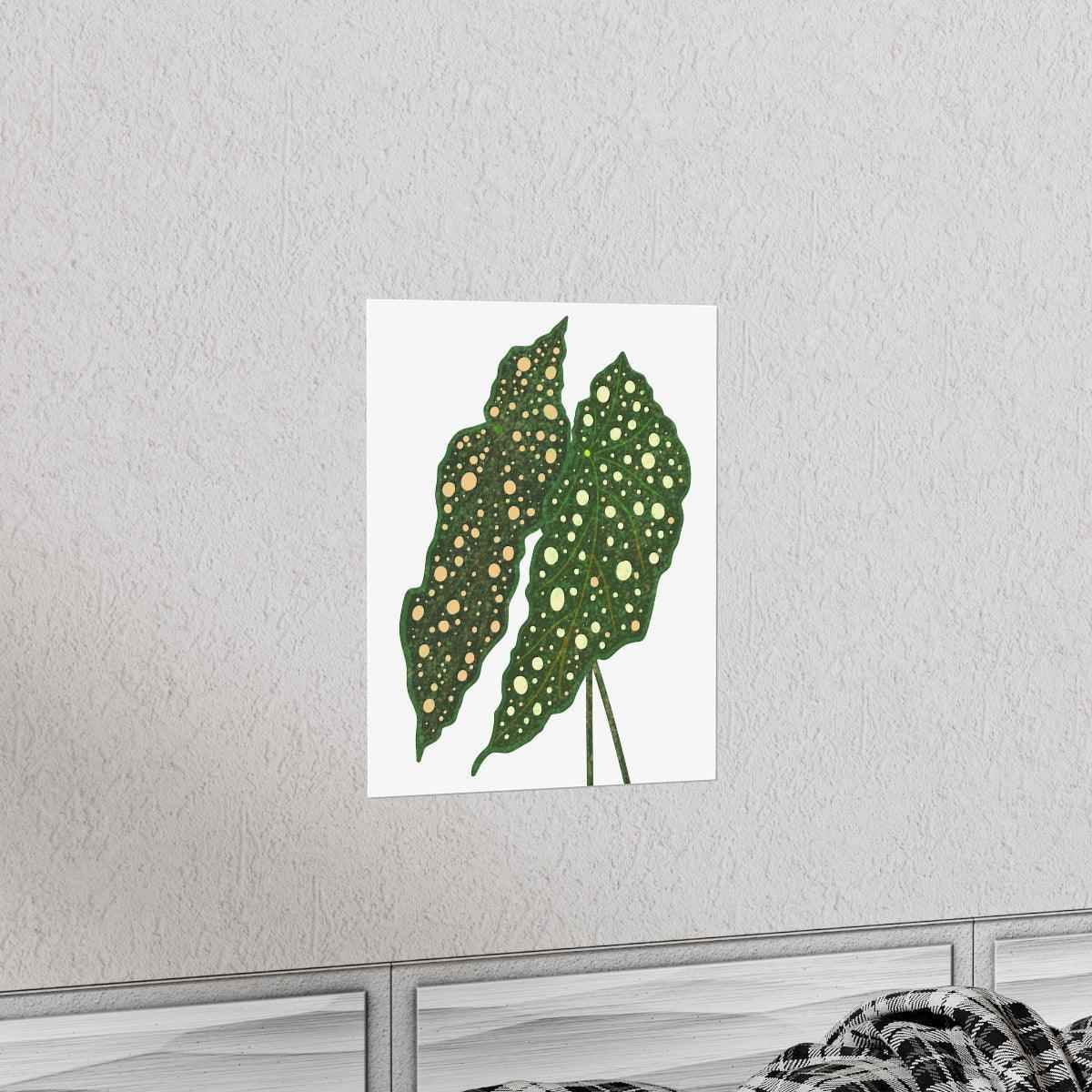 Begonia Maculata Botanical Print – Unframed Wall Art