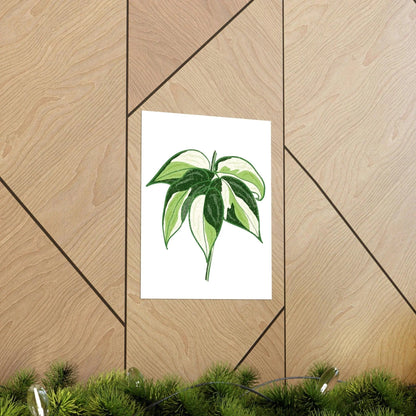 Philodendron Cream Splash Botanical Print – Unframed Wall Art
