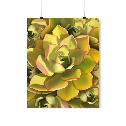 Noble Aeonium Succulent Pattern Botanical Print – Unframed Wall Art