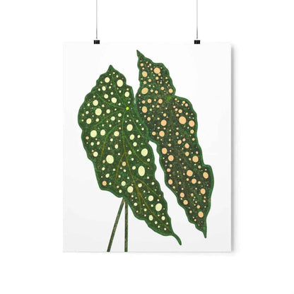 Begonia Maculata Botanical Print – Unframed Wall Art