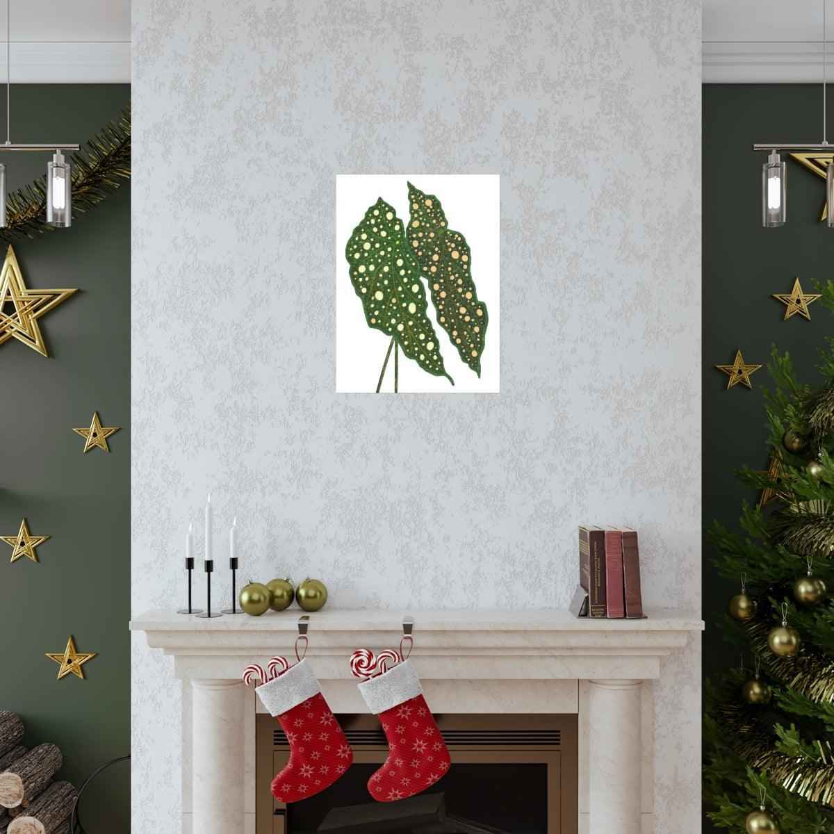 Begonia Maculata Botanical Print – Unframed Wall Art