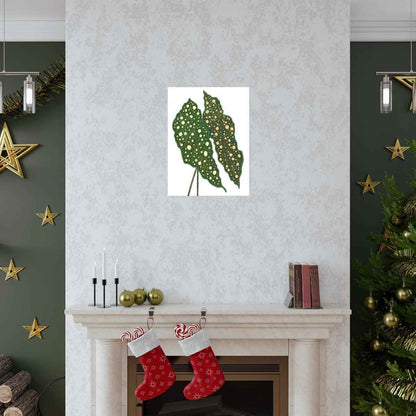 Begonia Maculata Botanical Print – Unframed Wall Art