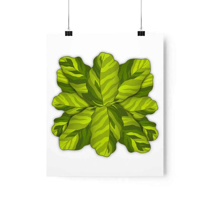 Calathea Yellow Fusion Botanical Print – Unframed Wall Art