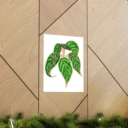 Aglaonema Sparkling Sarah Botanical Print – Unframed Wall Art
