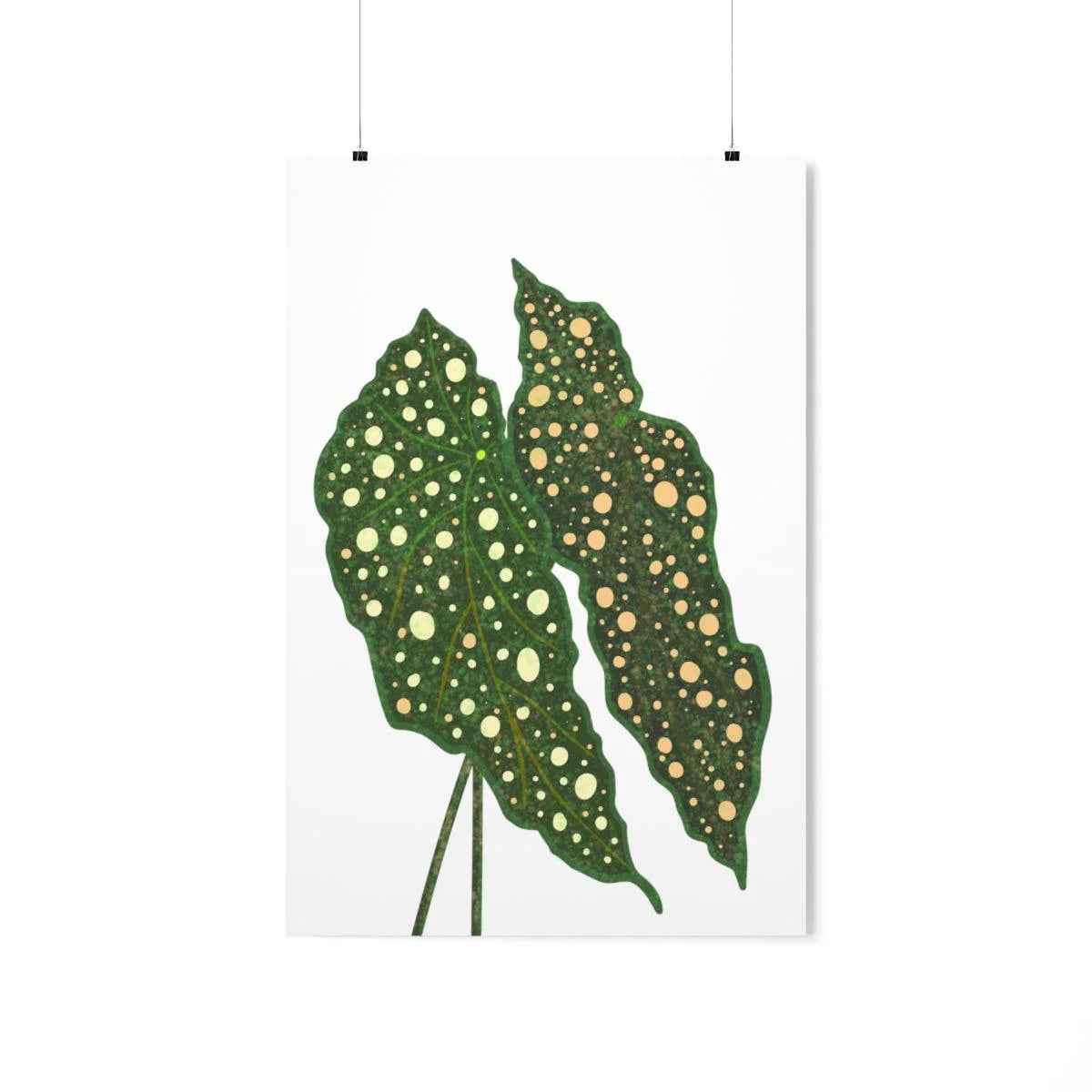 Begonia Maculata Botanical Print – Unframed Wall Art