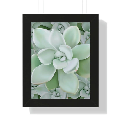 Pachyveria Haagei Succulent Pattern Framed Print – Botanical Wall Art
