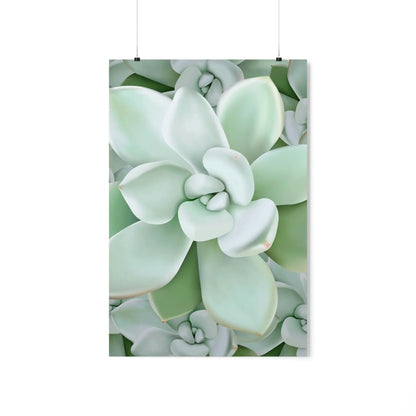 Pachyveria Haagei Succulent Pattern Botanical Print – Unframed Wall Art