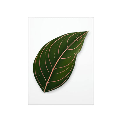 Aglaonema Rotundum Botanical Print – Unframed Wall Art