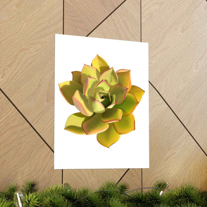 Noble Aeonium Succulent Botanical Print – Unframed Wall Art