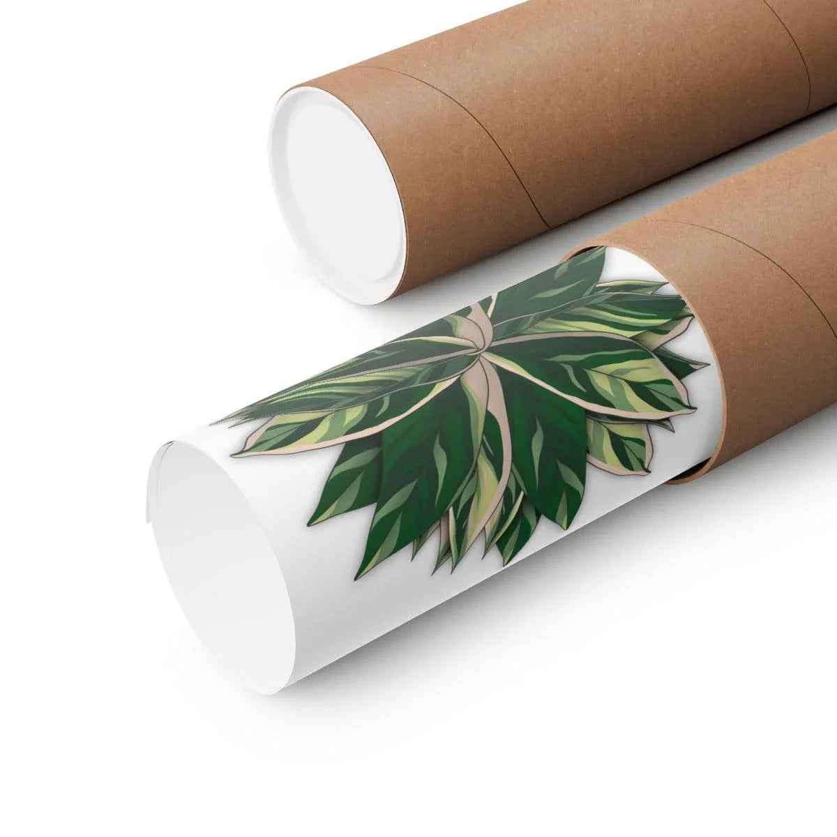 Stromanthe Triostar Botanical Print – Unframed Wall Art