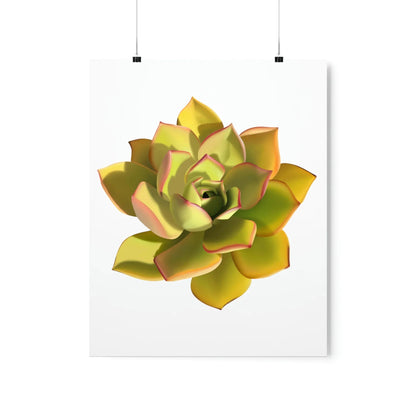 Noble Aeonium Succulent Botanical Print – Unframed Wall Art