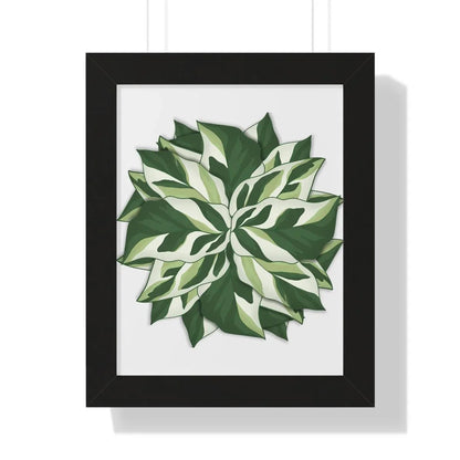 Calathea White Fusion Framed Print – Botanical Wall Art
