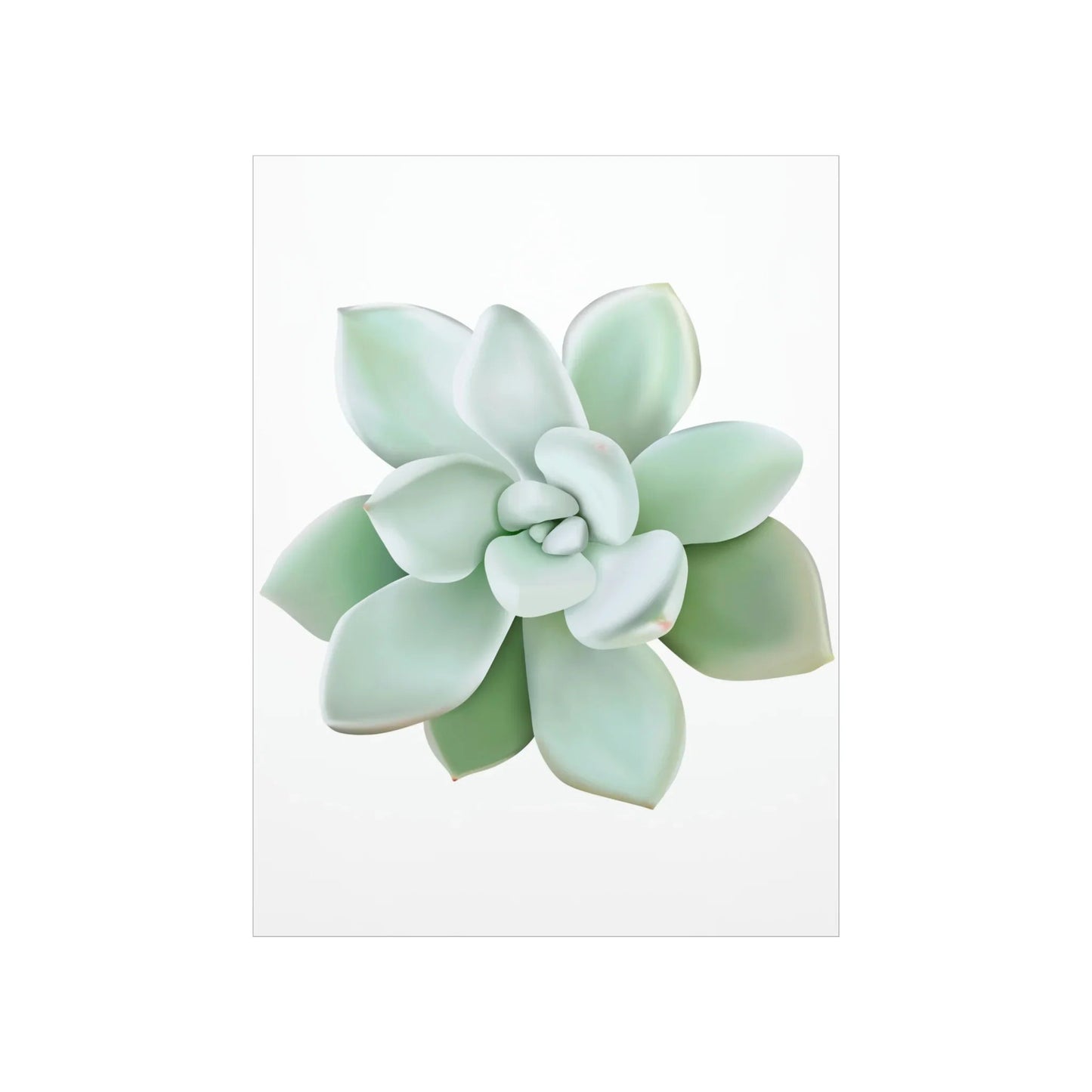Pachyveria Haagei Succulent Botanical Print – Unframed Wall Art