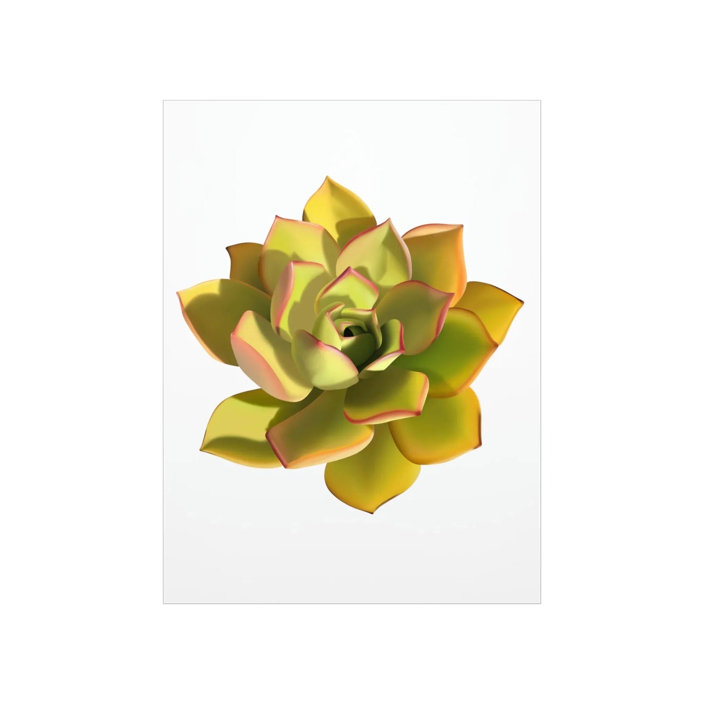Noble Aeonium Succulent Botanical Print – Unframed Wall Art