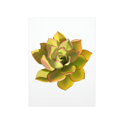 Noble Aeonium Succulent Botanical Print – Unframed Wall Art