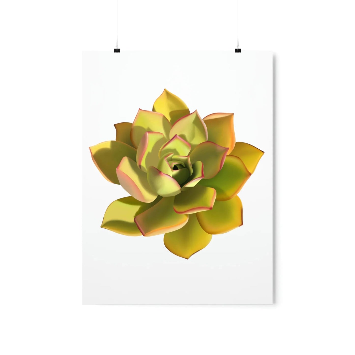 Noble Aeonium Succulent Botanical Print – Unframed Wall Art