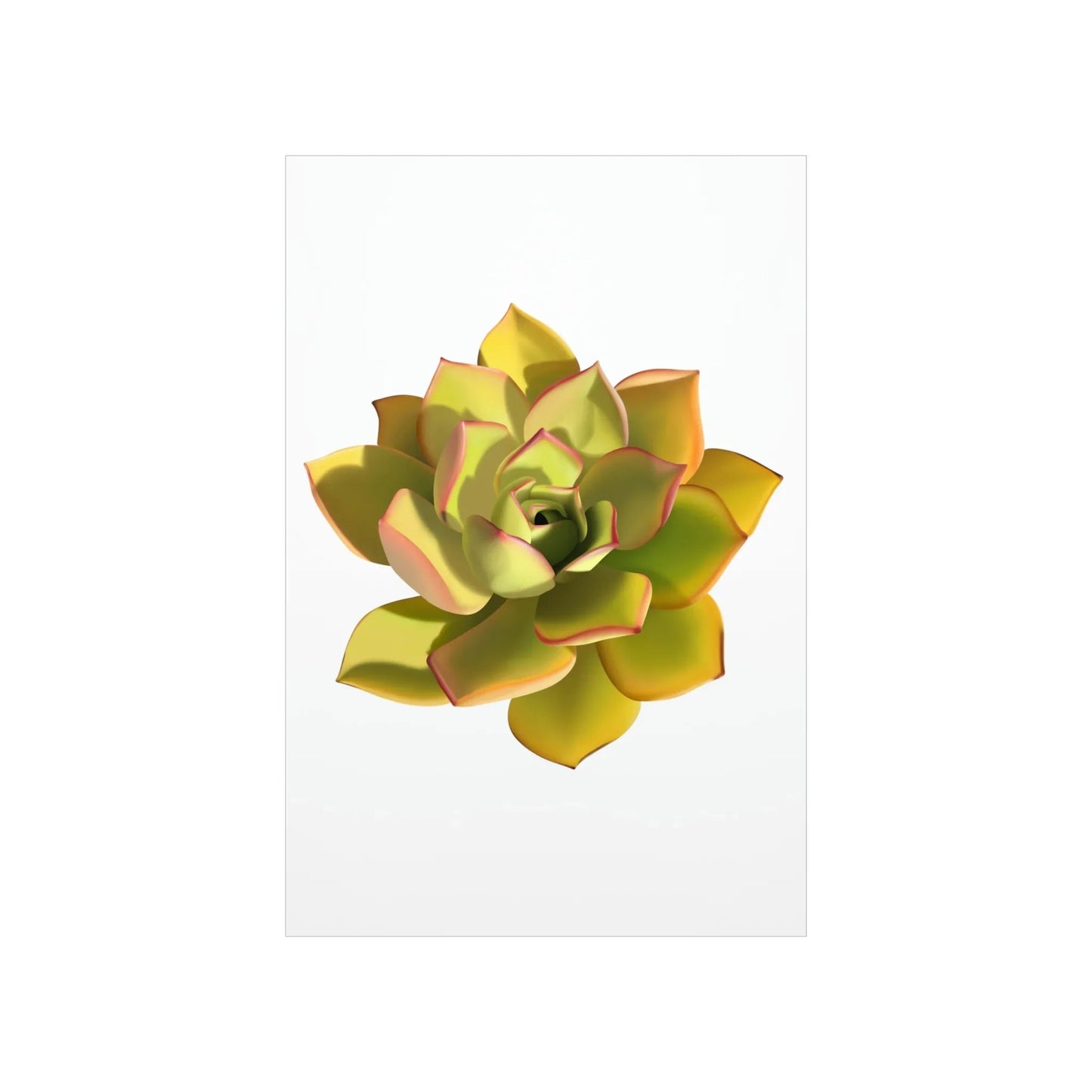 Noble Aeonium Succulent Botanical Print – Unframed Wall Art