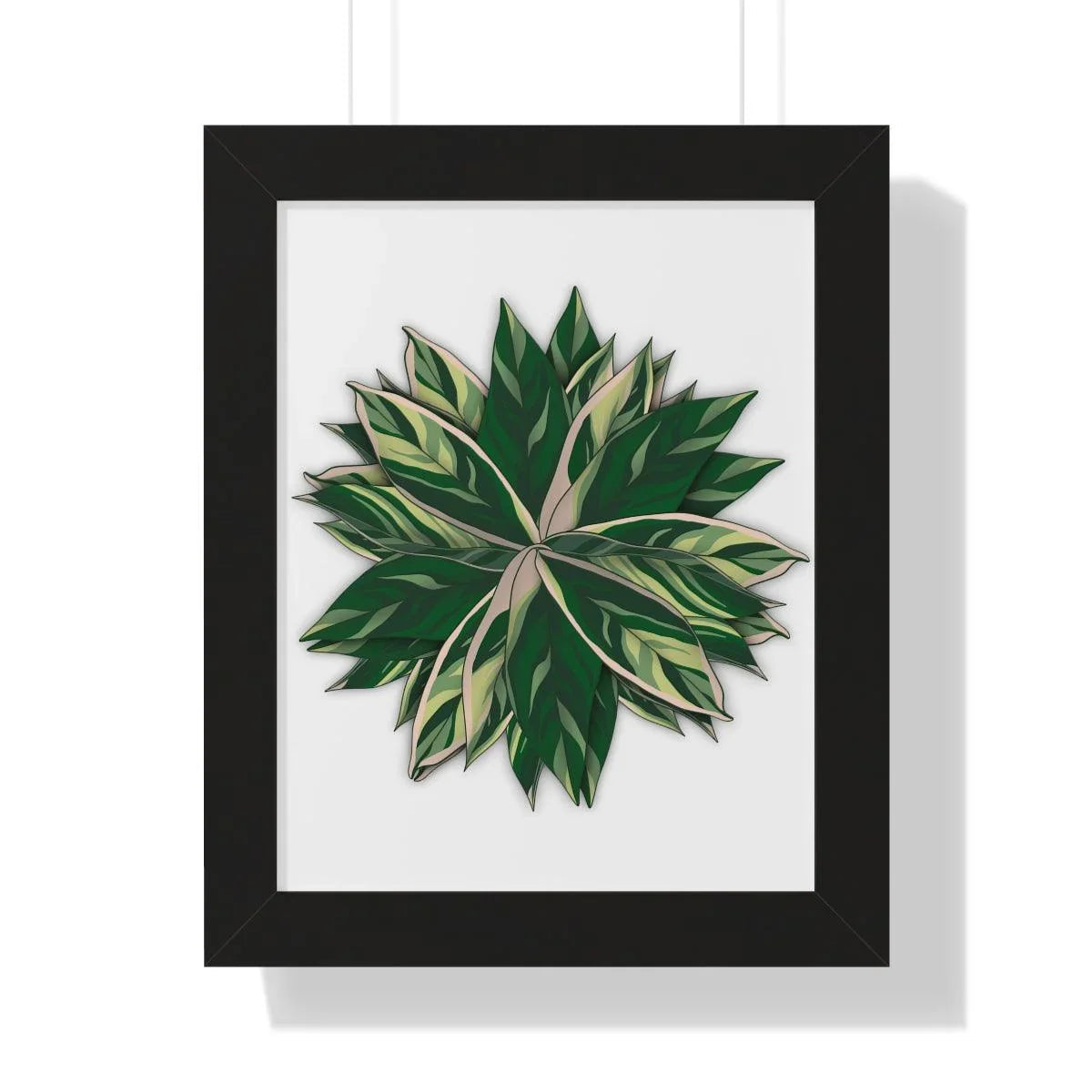 Stromanthe Triostar Framed Print – Botanical Wall Art