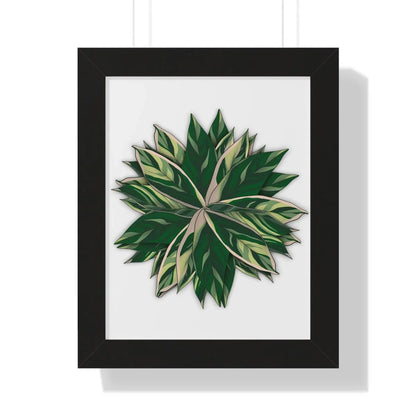 Stromanthe Triostar Framed Print – Botanical Wall Art