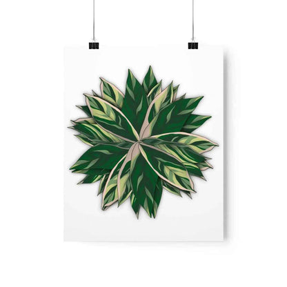 Stromanthe Triostar Botanical Print – Unframed Wall Art