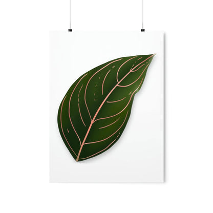 Aglaonema Rotundum Botanical Print – Unframed Wall Art