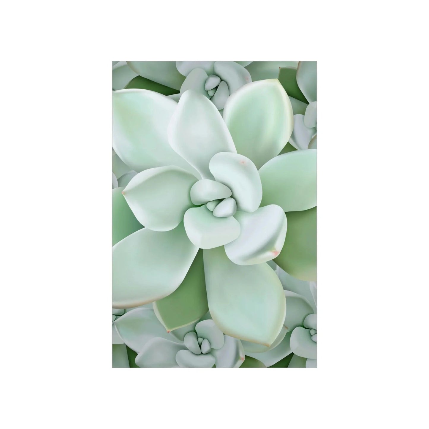 Pachyveria Haagei Succulent Pattern Botanical Print – Unframed Wall Art
