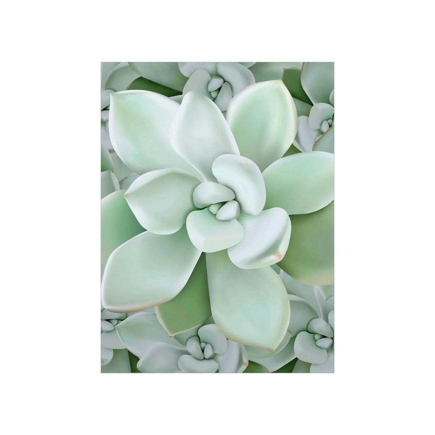 Pachyveria Haagei Succulent Pattern Botanical Print – Unframed Wall Art