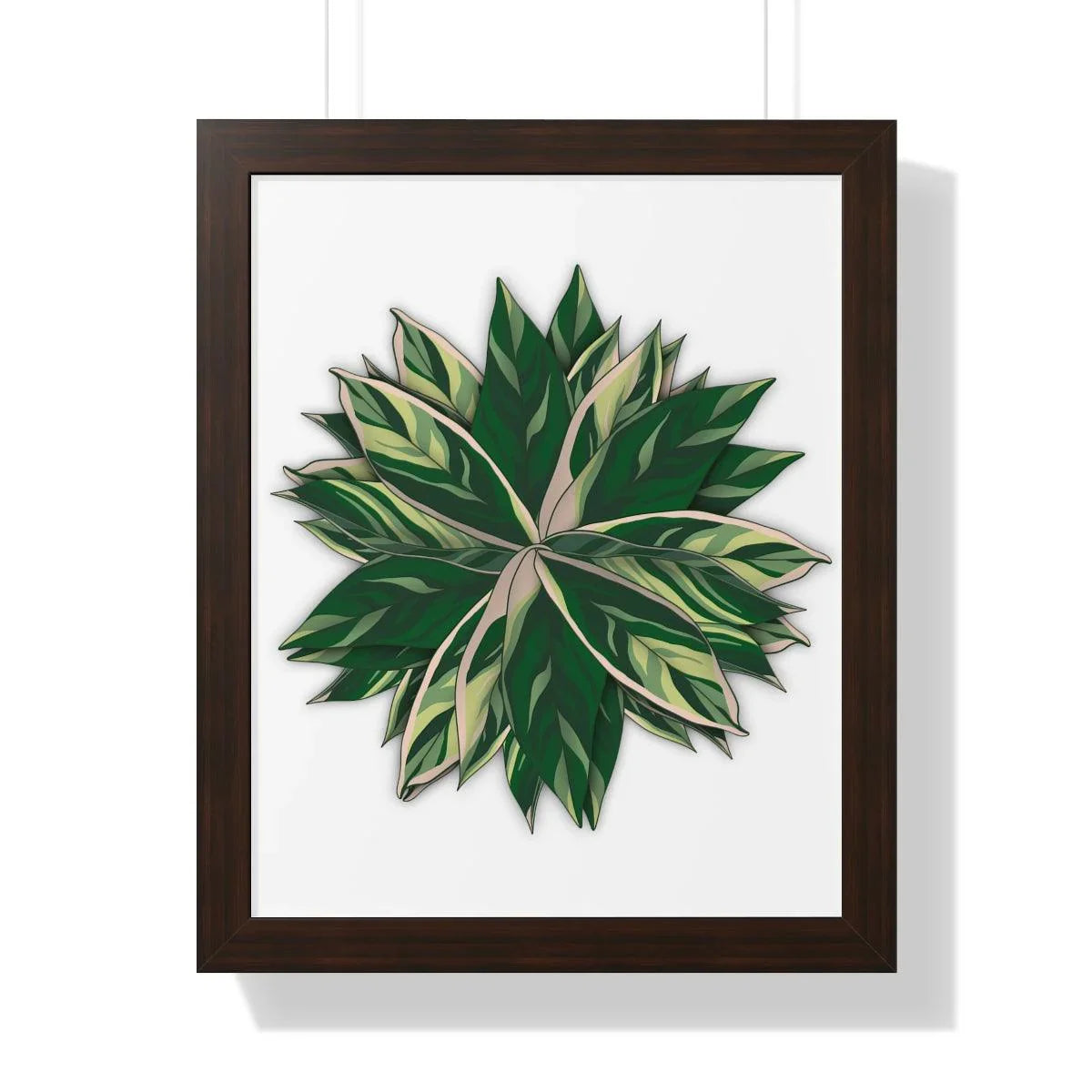 Stromanthe Triostar Framed Print – Botanical Wall Art