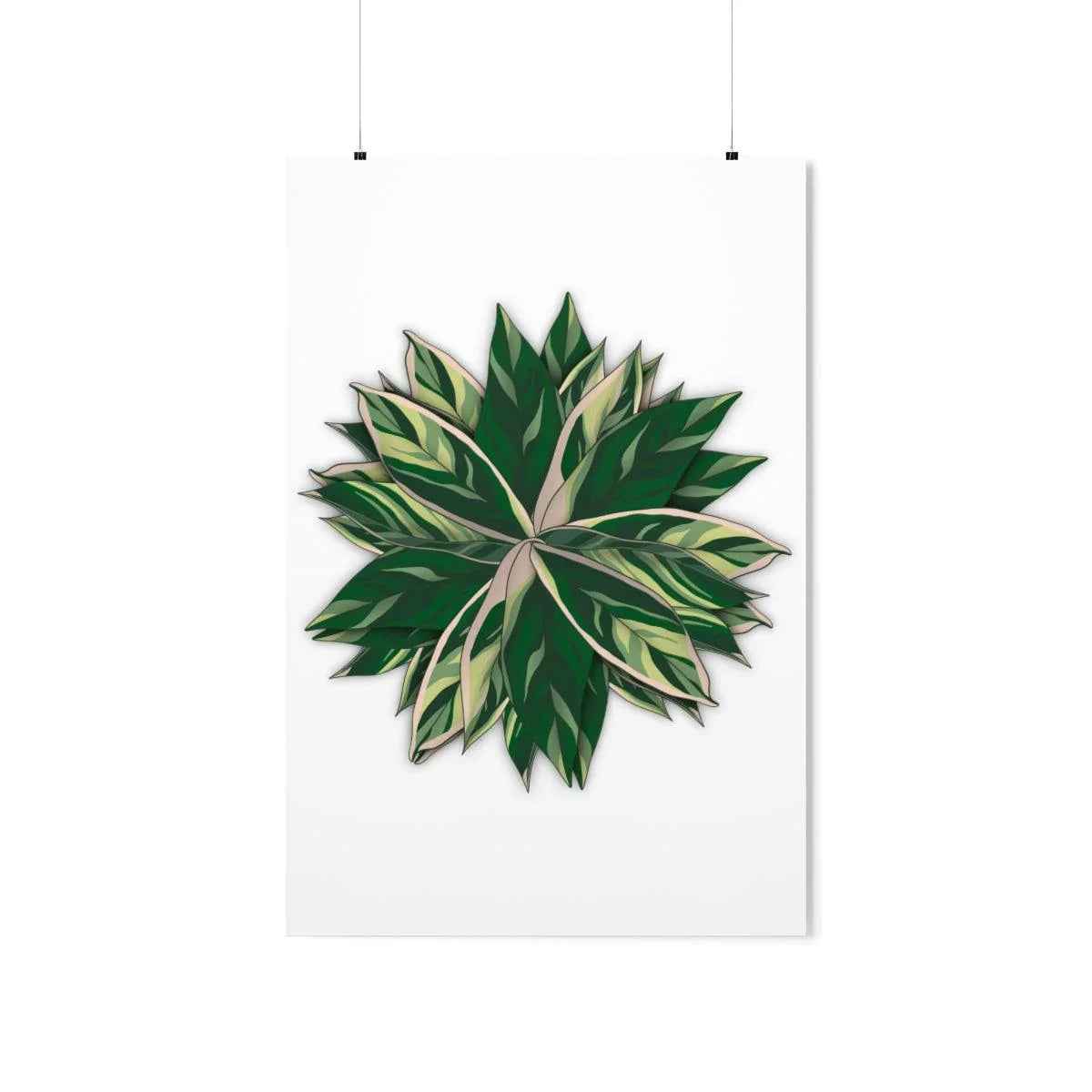 Stromanthe Triostar Botanical Print – Unframed Wall Art