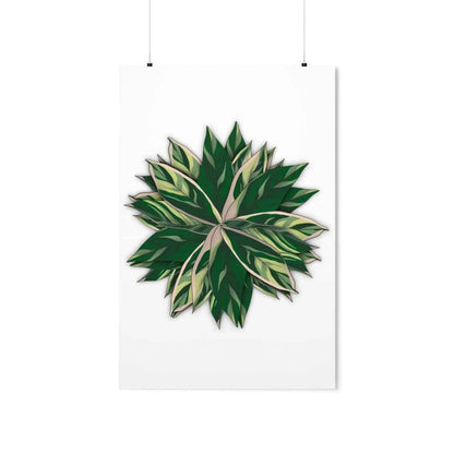 Stromanthe Triostar Botanical Print – Unframed Wall Art