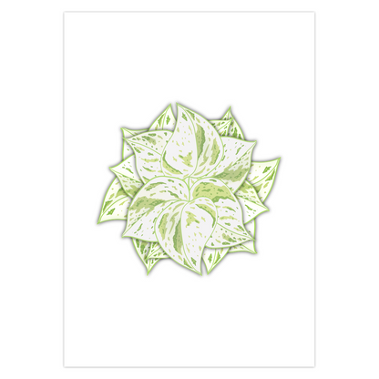 Snow Queen Pothos Greeting Card – Blank Inside With Envelope