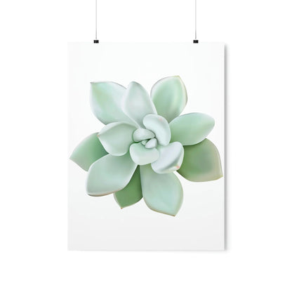 Pachyveria Haagei Succulent Botanical Print – Unframed Wall Art