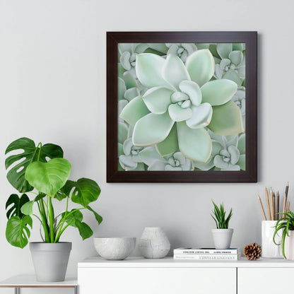 Pachyveria Haagei Succulent Pattern Framed Print – Botanical Wall Art