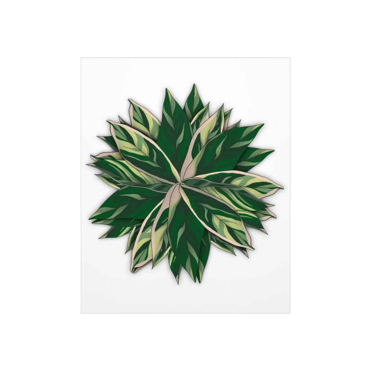 Stromanthe Triostar Botanical Print – Unframed Wall Art
