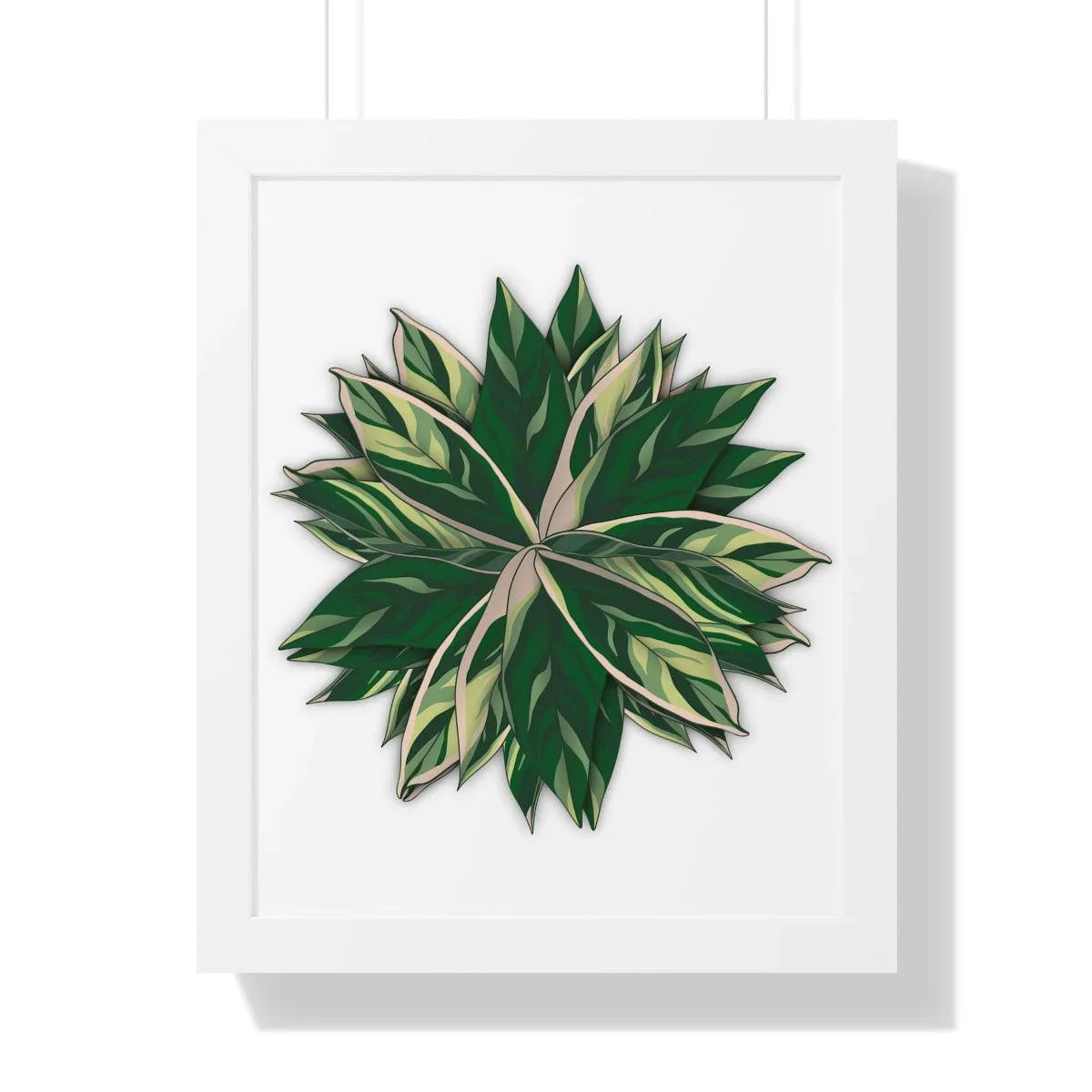 Stromanthe Triostar Framed Print – Botanical Wall Art