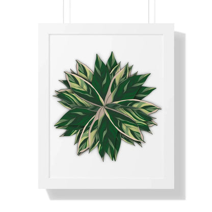 Stromanthe Triostar Framed Print – Botanical Wall Art