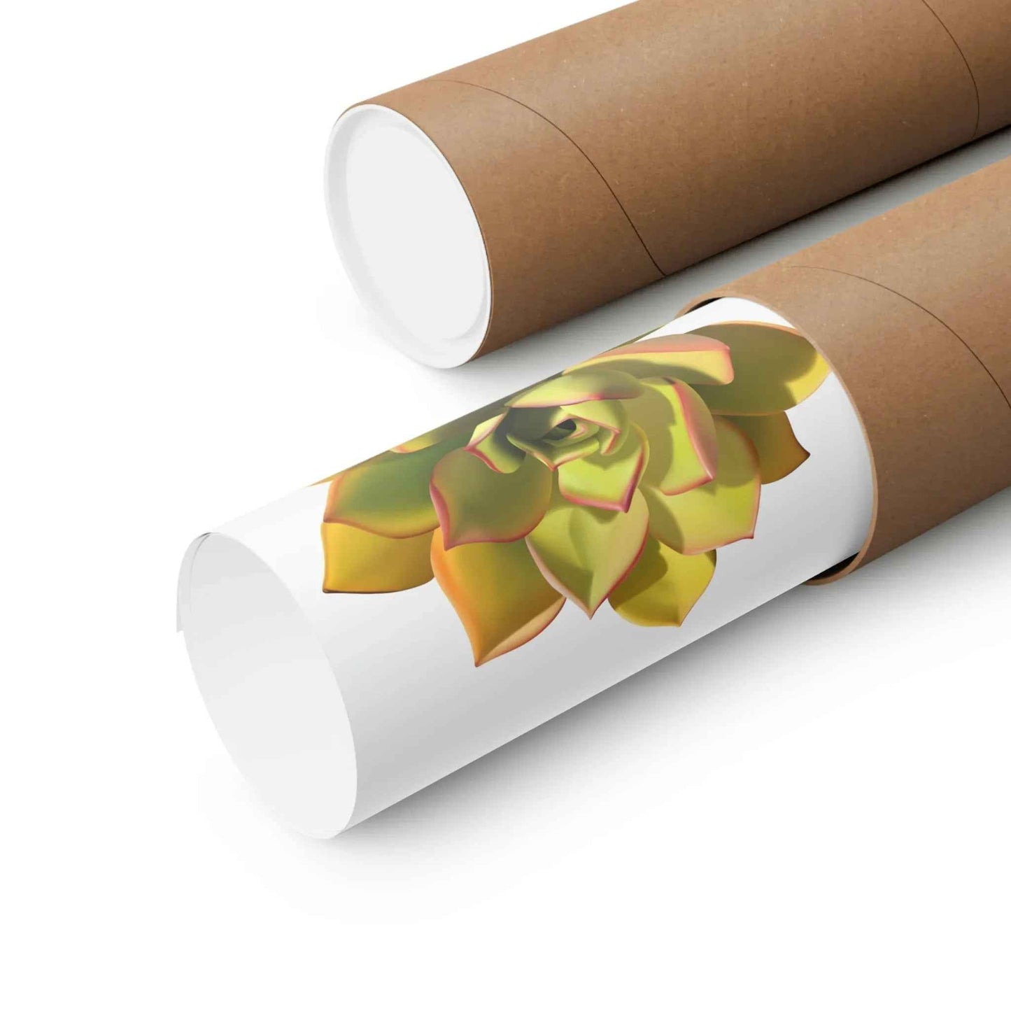 Noble Aeonium Succulent Botanical Print – Unframed Wall Art