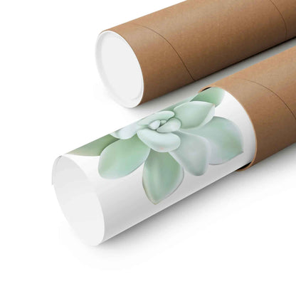 Pachyveria Haagei Succulent Botanical Print – Unframed Wall Art