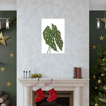 Begonia Maculata Botanical Print – Unframed Wall Art