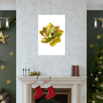 Noble Aeonium Succulent Botanical Print – Unframed Wall Art