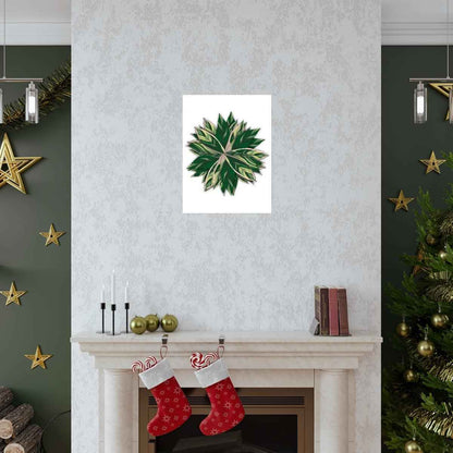 Stromanthe Triostar Botanical Print – Unframed Wall Art