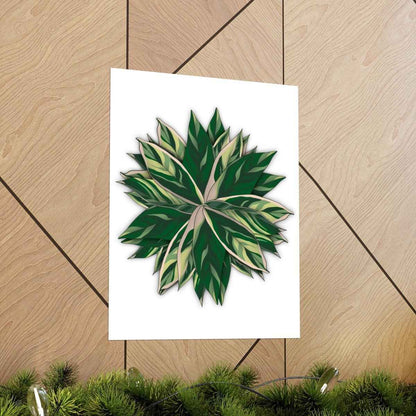 Stromanthe Triostar Botanical Print – Unframed Wall Art