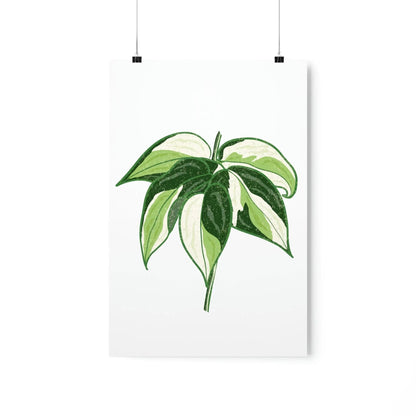 Philodendron Cream Splash Botanical Print – Unframed Wall Art