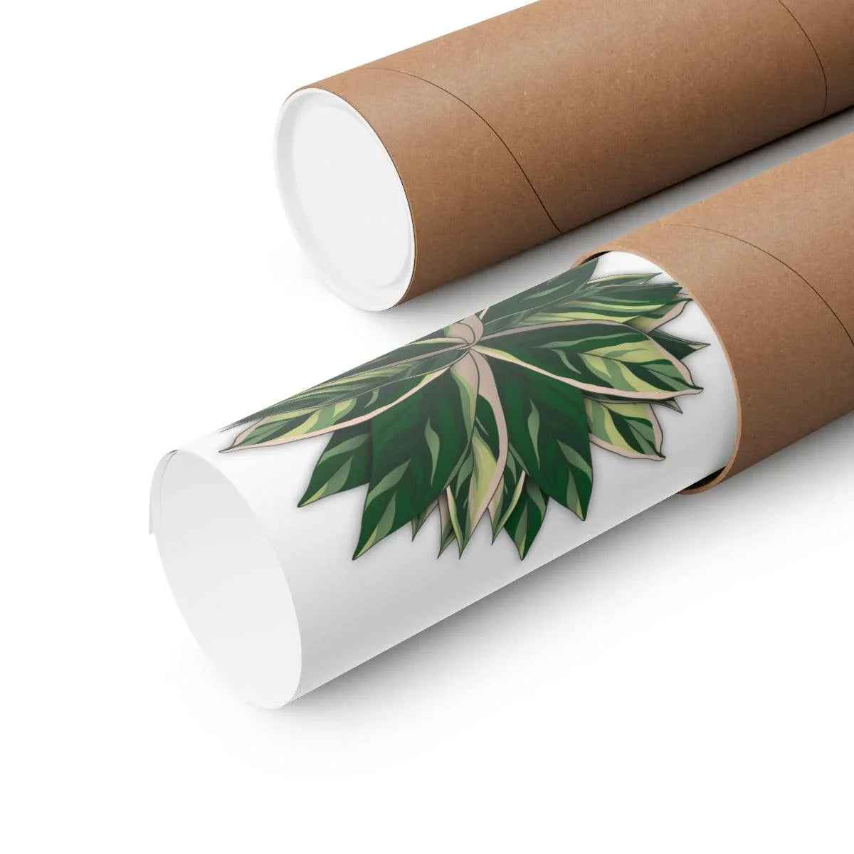 Stromanthe Triostar Botanical Print – Unframed Wall Art