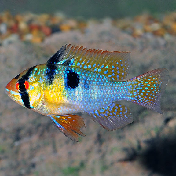 German Blue Rams